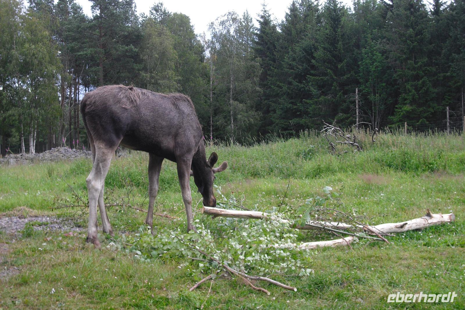 Elchpark in Smaland - Schweden