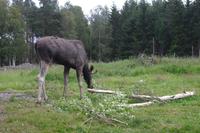 Elchpark in Smaland - Schweden