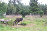 Elchpark in Smaland - Schweden