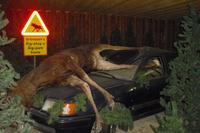 Elchpark in Smaland - Schweden