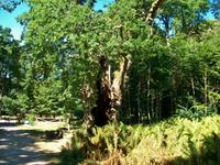 Bosjö - Kloster (1000 - jährige Eiche) 