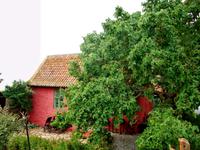 Die Erbseninseln (Maulbeerbaum) 