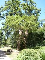 Bosjökloster uralte Eiche