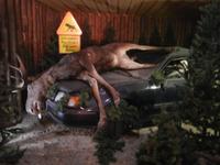 Elchpark Grönasens-Unfall mit Elch