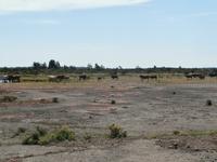 Öland Möckelmossen Stora Alvaret Steppe