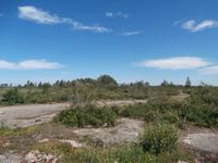 Öland Möckelmossen Stora Alvaret Steppe