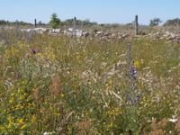Öland Gräberfeld Gettlinge