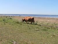 Insel Öland Südspitze 