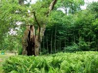 Die Tausendjährige Eiche