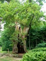 Die Tausendjährige Eiche