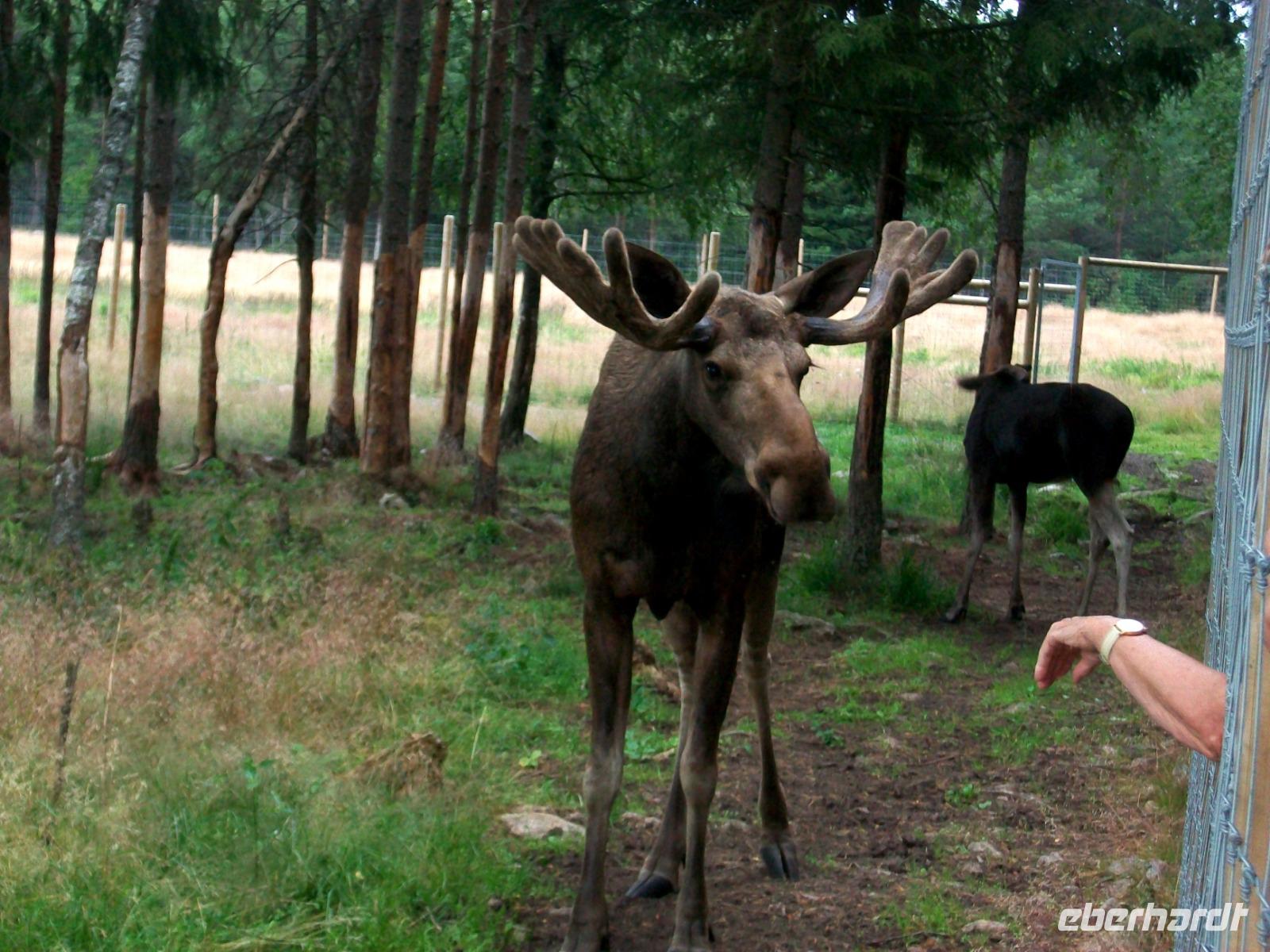 Im Elchpark