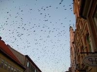 Krähen über Kalmar