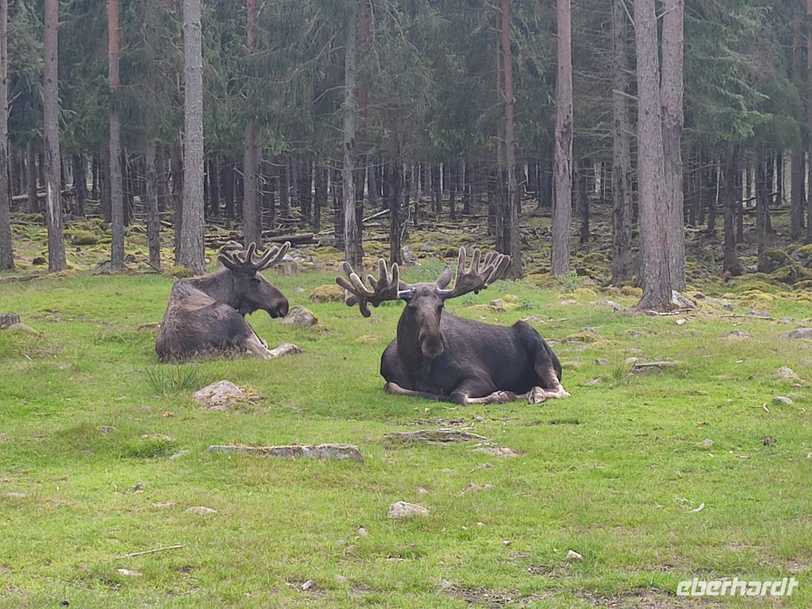 043-Elchpark Groenasens