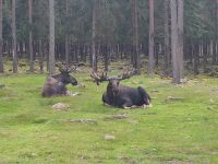 043-Elchpark Groenasens