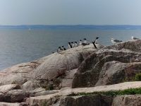 110-Erbseninseln Christiansoe