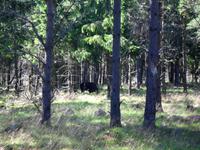 auf der Suche nach dem Elch