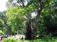 1000 jährige Eiche nahe des Bosjöklosters in Schweden