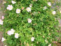 Besuch der Erbseninseln