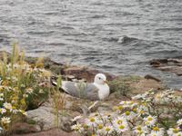 Besuch der Erbseninseln