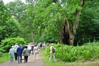 Ehemaliges Bosjökloster, 1000-jährige Eiche