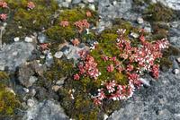 Steppe auf der Insel Öland