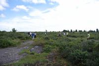Steppe auf der Insel Öland
