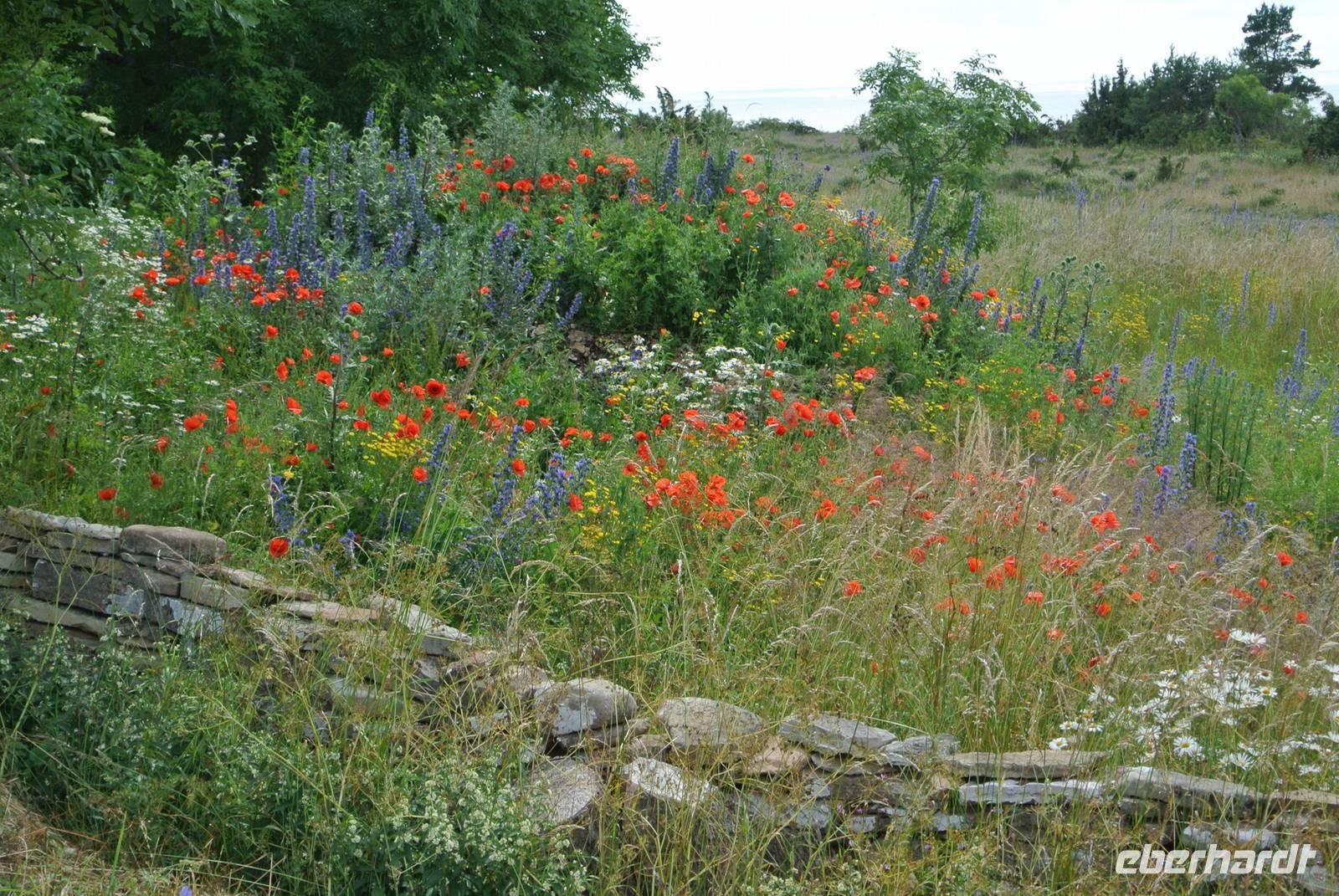 Wiese auf der insel Öland 
