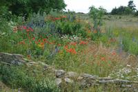 Wiese auf der insel Öland 