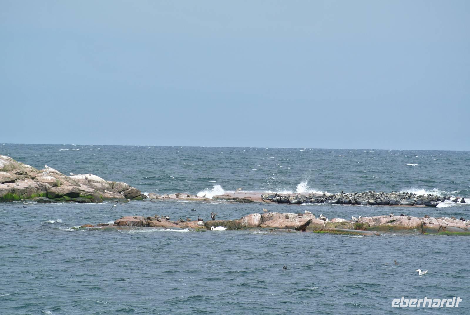 Robben vor den Erbseninslen