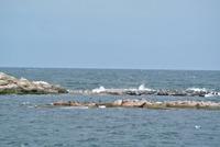 Robben vor den Erbseninslen