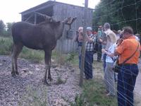 Mit Kenneth im Grönasens Elchpark