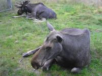 Im Grönasens Elchpark