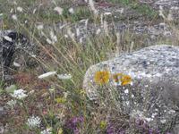 Öland - Karstlandschaft Stora Alvaret