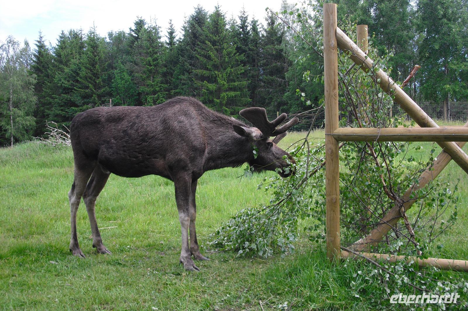 Besuch im Elchpark