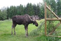 Besuch im Elchpark