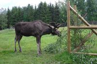 Besuch im Elchpark