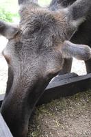 Besuch im Elchpark