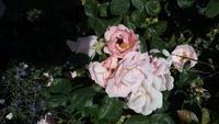 Bosjökloster Rosen