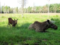 Elchpark Grönasen