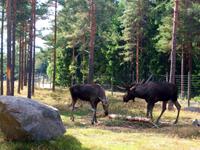 Im Elchpark 