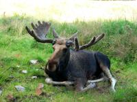Im Elchpark