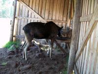 Im Elchpark