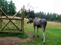 Im Elchpark