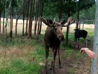 Im Elchpark