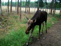 Im Elchpark