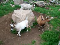 Im Elchpark