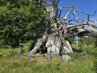 1000 jährige Eiche