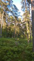 Der Wald bei Växjo