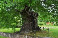 Die Limonadenbaum Vorlage - Geburtsort Astrid Lindgrens in Näs in Vimmerby