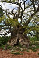 Kvilleken - Die älteste und mächtigste Eiche Schwedens